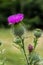 Blessed milk thistle flowers in field, close up. Silybum marianum herbal remedy, Saint Mary\\\'s Thistle