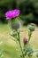 Blessed milk thistle pink flowers, close up. Silybum marianum herbal remedy plant. Saint Mary\\\'s Thistle pink blossoms