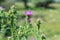 Blessed milk thistle pink flowers, close up. Silybum marianum herbal remedy plant. Saint Mary\\\'s Thistle pink blossoms.