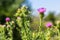 Blessed milk thistle pink flowers, close up. Silybum marianum herbal remedy plant. Saint Mary\\\'s Thistle pink blossoms.