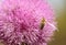 Blessed milk thistle pink flowers in field. St. Mary\\\'s thistle bloom pink. Close-up bee collecting pollen