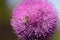 Blessed milk thistle pink flowers in field.. St. Mary\\\'s thistle bloom pink. Close-up bee collecting pollen