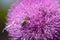 Blessed milk thistle pink flowers in field. St. Mary\\\'s thistle bloom pink. Close-up bee collecting pollen