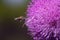 Blessed milk thistle pink flowers in field. St. Mary\\\'s thistle bloom pink. Close-up bee collecting pollen