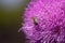 Blessed milk thistle pink flowers in field. St. Mary\\\'s thistle bloom pink. Close-up bee collecting pollen