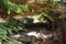 Blessed Stone and sacred spring in forest near Manyava Skete in Ukraine