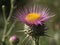 Blessed Thistle (Cnicus benedictus)