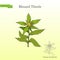 Blessed Thistle cnicus benedictus , medicinal plant