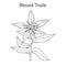 Blessed Thistle cnicus benedictus , medicinal plant