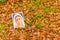 Blessed Virgin Mary on carpet of leaves