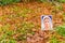 Blessed Virgin Mary on carpet of leaves