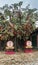 Blessing Drums and Bodhi Wishing Tree at Ngong Ping Village, Lantau, Hong Kong