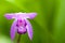 Bletilla striata flower