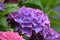 Bleu purple Hortensia is my garden