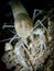 Blind albino cave crayfish (Procambarus spp) in the underwater cavern of Paradise Springs, Florida