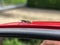 A blind bittern (Tabanidae), with characteristic bulging eyes, sitting on the side mirror of a car