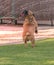 Blind bulldog puppy standing on his hind legs playing