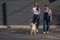 Blind caucasian woman walking with guide dog and pregnant girlfriend.