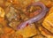 Blind cave salamander