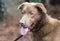 Blind Chocolate Labrador dog with red swollen eye trauma or glaucoma
