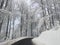 Blind curved road in the middle of a forest during winter