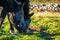 Blind horse. Eye cataract. Two horses grazing on the meadow in sunny day in Switzerland