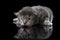 Blind Maine Coon kitten is reflected in black glass