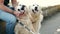 Blind mature man with guide dogs sitting on bench in park