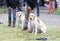 Blind people with their guide dogs