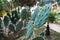 Blind prickly pear cactus field. Closeup view of green cacti leaves with sharp spines. Beautiful tropical background. Growing