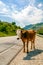 Blind red-haired cow with a white head on a road in the mountains in summer.