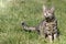 Blind stray cat sitting on a meadow.