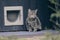 Blind tabby cat sitting in front of a doggie door and looking away.