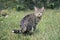 Blind tabby cat sitting on a meadow and sunbathing.