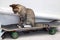 Blind tabby little kitten playing on a skateboard