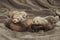 Blind three weeks old ferret babies on gray background