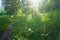 Blinding radiant sunlight through fresh lush greenery of summer forest.