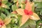 Blindness tree`s leafExcoecaria cochinchinensis on blurred background in the summer garden