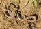 The blindworm Anguis fragilis lizard partly buried in the mud in the wild