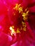 Blir. Closeup of opened flower scarlet red tea rose macro photo