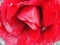 Blir. Closeup of opened flower scarlet red tea rose macro photo