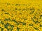 Blissful field of sunflowers #3