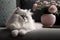 Blissful Moment: Fluffy Cat Relishing Tranquility Amid Rainy Ambiance