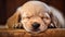 Blissful Slumber: A Heartwarming Capture of a Sleeping Puppy