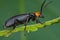 Blister beetle