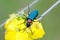 Blister Beetle