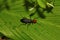 Blister Beetle, Chorla Ghat, Maharashtra