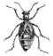 Blister Beetle or Meloe spp