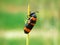 Blister beetle , Meloidae family