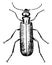 Blister Beetle, vintage illustration